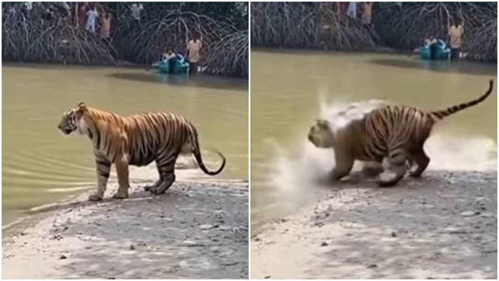 Tiger, crocodile, Viral Video, Video Viral, trending video, crocodile attack on tiger Tiger, crocodile, Viral Video, Video Viral, trending video, crocodile attack on tiger