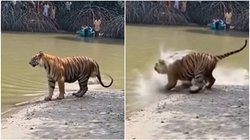 नदी किनारे धूप सेंक रहे बाघ पर मगरमच्छ ने किया ऐसा हमला, पल भर में आई मौत; देखें वायरल वीडियो