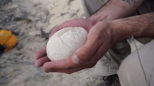 70 million year old dinosaur egg, CONICET, submarine expedition