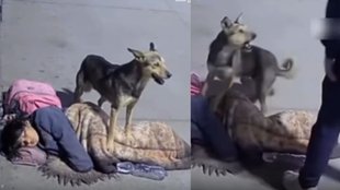 dog, pet dog, Viral Video, Dog viral video, girl