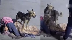 सड़क पर सो रही थी बेघर लड़की, अजनबी आया पास तो बचाने दौड़ा पालतू कुत्ता, हैरान करने वाला Video Viral