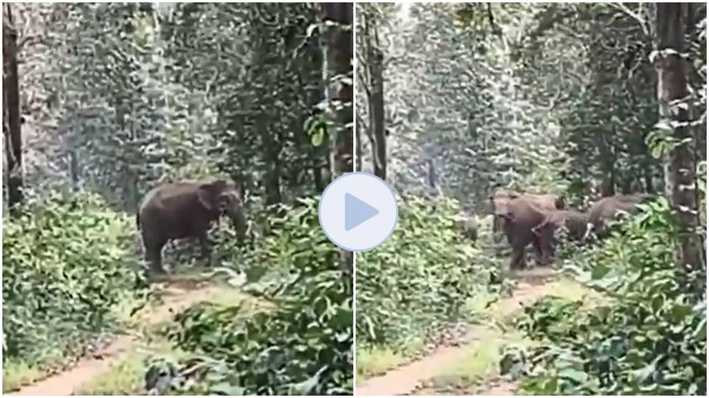 Elephant Viral video, Elephant video viral, chattisgarh elephant News, Elephant Viral video, Elephant video viral, chattisgarh elephant News,
