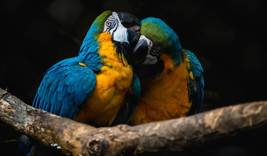 animals returning to the wild