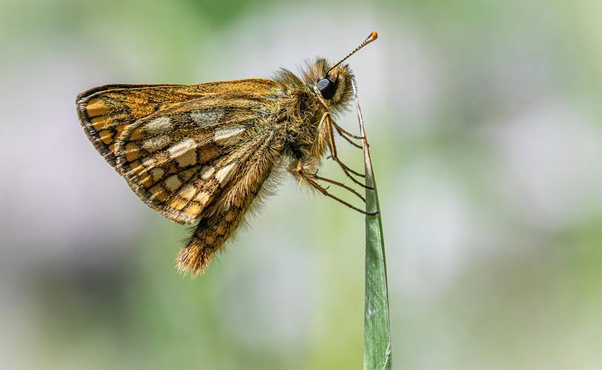 wildlife restoration