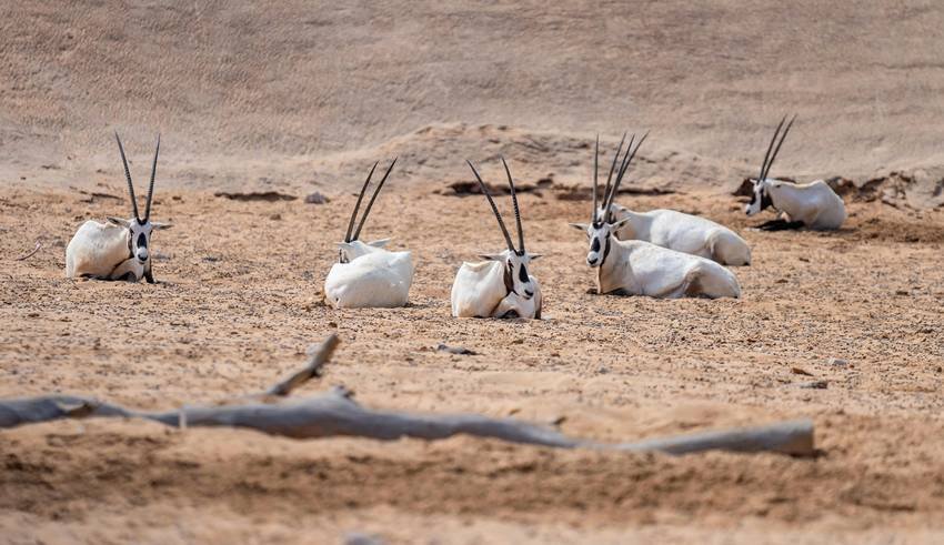 extinct species rediscovered