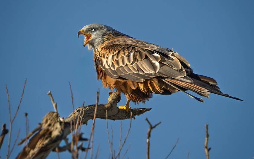 extinct animals comeback