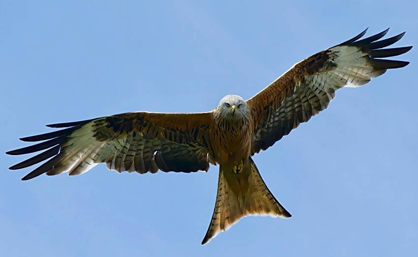 reintroduced species