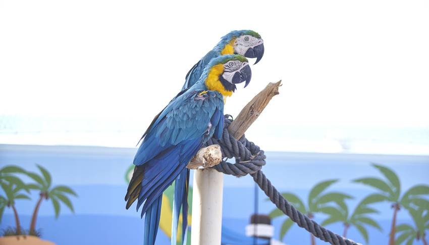 conservation success stories