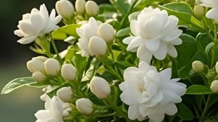 jasmine plant , grow jasmine plant , grow jasmine plant faster