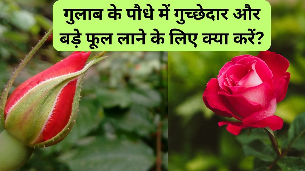 Gulab ka paudha | gulab ka phool | Rose Gardening Tips Gulab ka paudha | gulab ka phool | Rose Gardening Tips
