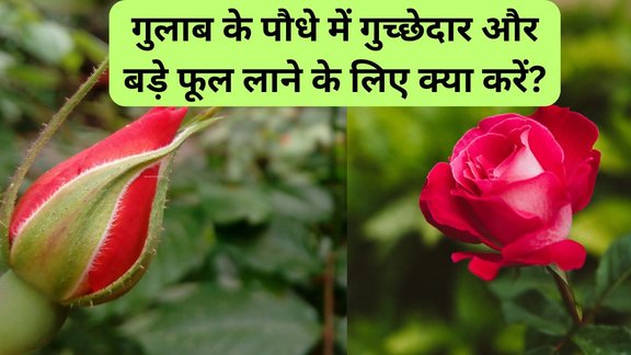 Gulab ka paudha | gulab ka phool | Rose Gardening Tips