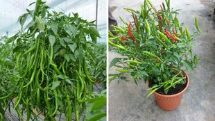 hari mirch, green chilli, green chilli plant