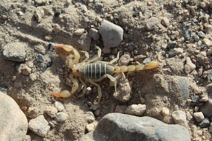 how long can a scorpion live without breathing