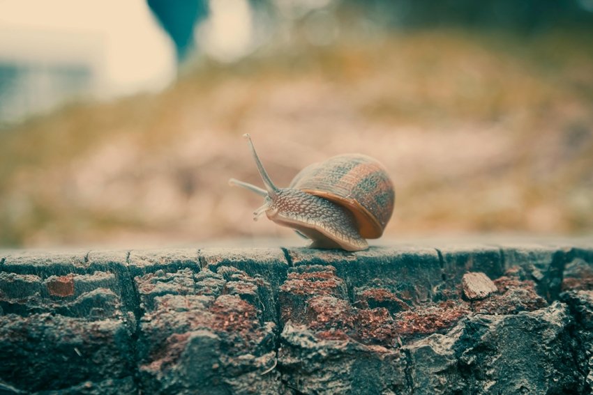 how snails survive extreme conditions
