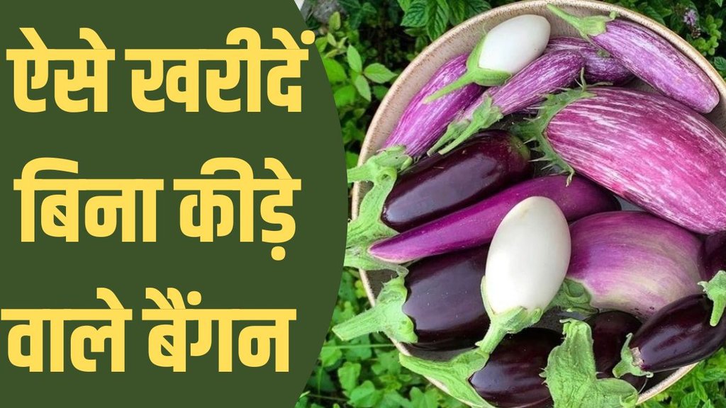taze baingan ki pahchan kaise karen, taze baingan ki pahchan, identify fresh and insect free BRINJAL, Buy Brinjal With Fewer Seeds, ggplant, बैंगन, Eggplant selection, बैंगन खरीदना, Fresh eggplant, ताजा बैंगन, Eggplant quality, बैंगन की गुणवत्ता, Baigan mein kidon ki pahchan kaise karen taze baingan ki pahchan kaise karen, taze baingan ki pahchan, identify fresh and insect free BRINJAL, Buy Brinjal With Fewer Seeds, ggplant, बैंगन, Eggplant selection, बैंगन खरीदना, Fresh eggplant, ताजा बैंगन, Eggplant quality, बैंगन की गुणवत्ता, Baigan mein kidon ki pahchan kaise karen