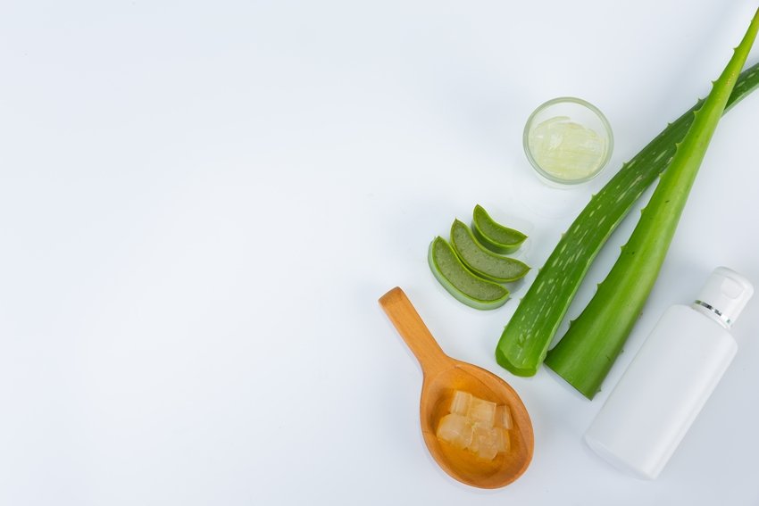 Aloe vera fresh leaves with slices and gel on wooden spoon. Aloe