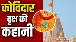 कोविदार वृक्ष क्या है? राम मंदिर के शिखर पर फहराई गई ध्वजा पर है अंकित
