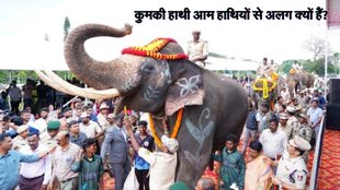 Kumki elephant, kumki elephant uses, why kumki elephants are special