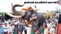 कैसे होते हैं कुमकी हाथी? त्रिशूर में उत्पात मचा रहे जंगली हाथी को पकड़ने के लिए मंंगाए गए