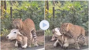 Leopard, Cow, Leopard Attack, Leopard Viral Video, Leopard attack on cow viral,