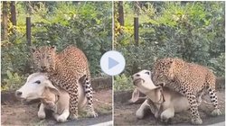 तेंदुए के हमले का शिकार बनी गाय, लाख कोशिश के बाद भी नहीं छुड़ा पाई गर्दन