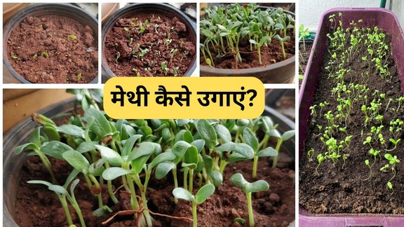 How to grow methi in winter | methi kaise ugaye | How to grow fenugreek in soil