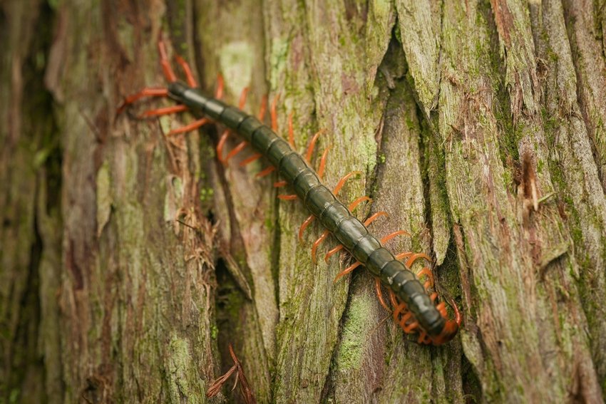 psychological meaning of bugs in dreams