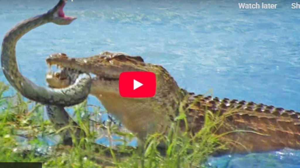 crocodile python fight, python crocodile fight viral video crocodile python fight, python crocodile fight viral video