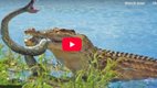crocodile python fight, python crocodile fight viral video