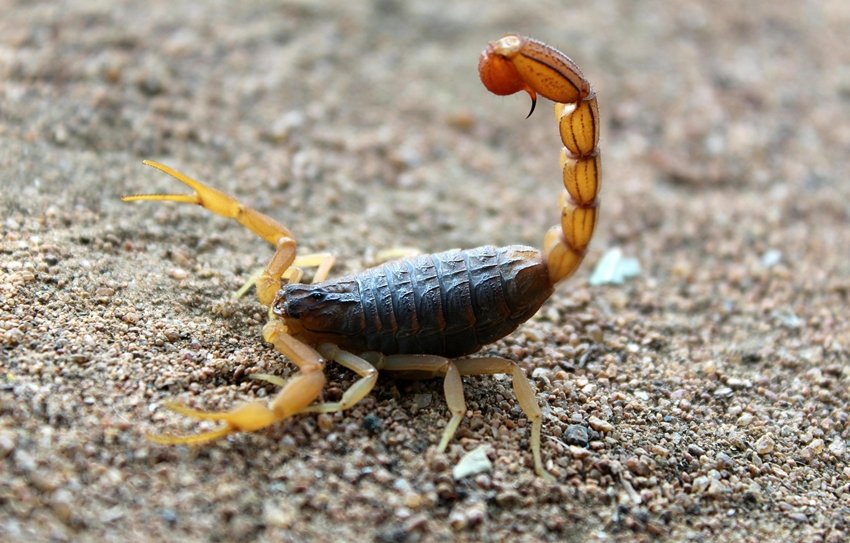 scorpion can live without air
