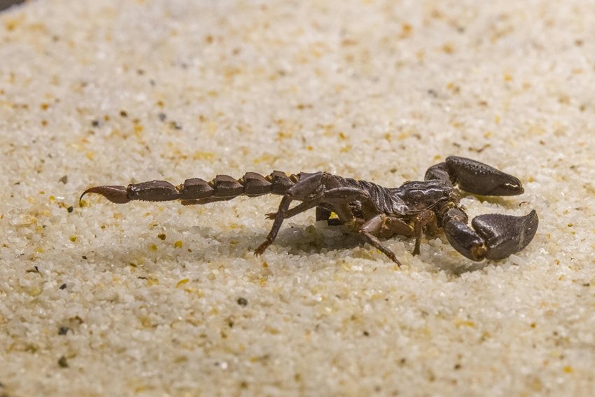 scorpion survival facts