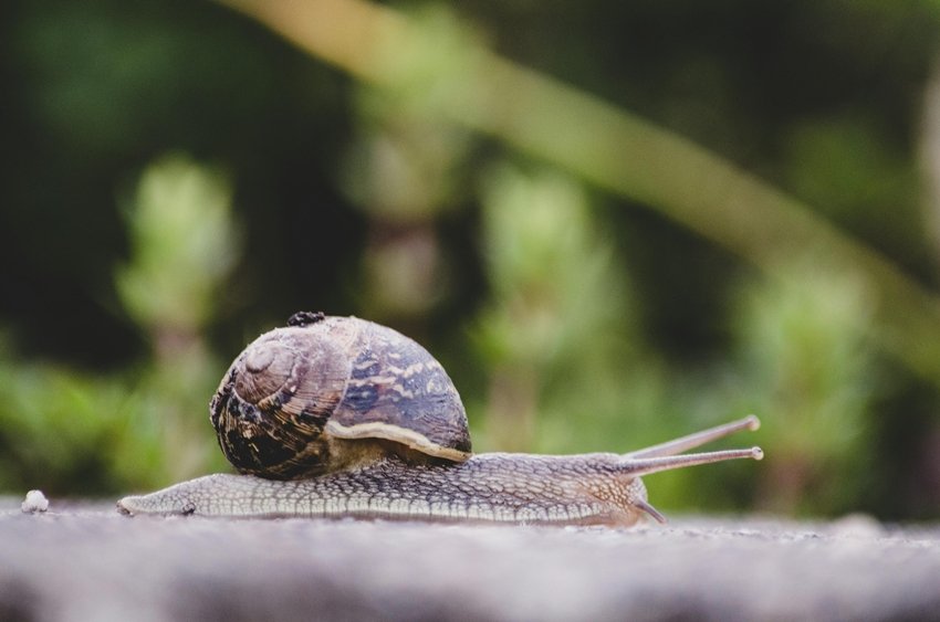 snail hibernation facts