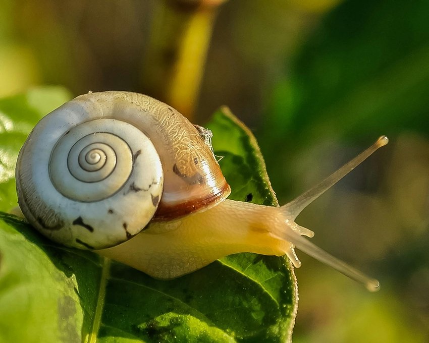 snail sleeping for years