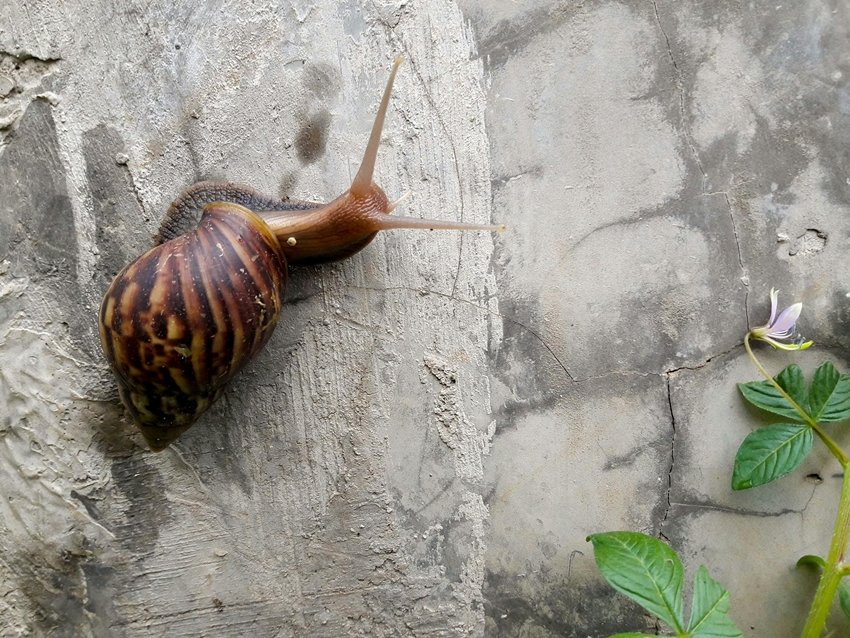 snail survival mechanism