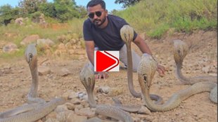 Snake Viral Video, Trendig News, viral