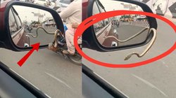 चलती कार में अचानक निकला जहरीला सांप, शख्स के सामने हो गया खड़ा, बगल से निकल रहे थे लोग … Viral Video देख बढ़ जाएंगी धड़कनें