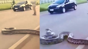 python, python viral video, python news