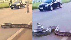 सड़क पर अचानक प्रकट हुआ विशालकाय अजगर, करने लगा कुछ ऐसा, डर के मारे चिल्लाने लगे लोग; Viral Video देख सूख जाएगा गला