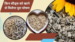 सर्दी में Sunflower Seeds को कच्चा खाये या रोस्टेड, किस तरह खाने से बॉडी को मिलेगा ज़्यादा फायदा, जानिये