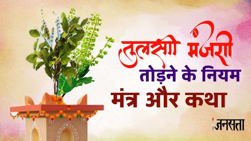 Tulsi ke Upay, Tulsi ke Upay in hindi, vastu tips tulsi, tulsi pr manjari aane pr kya karein, tulsi manjari tips, tulsi manjari ke upay, tulsi manjari in h indi, tulsi manjari astro tips, tulsi manjari, tulsi ke vastu tips, tulsi ke upay, trendingwidget, dhan ke liye tulsi ke upay, astro remedies for tulsi manjari