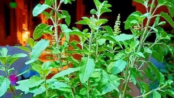 tulsi plant, tulsi plant care, tulsi plant care in winter