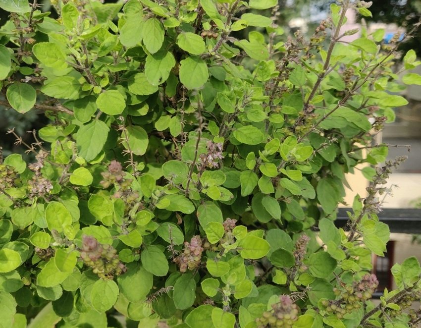 tulsi