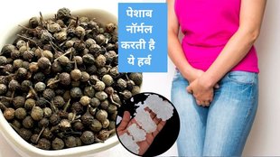 Kabab Chini benefits, Kabab Chini for urine dribbling, Ayurvedic remedy for urine infection,UTI treatment,Natural treatment for urinary discharge,