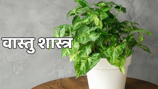 Lakshmi ji,money plant,Money Plant Upay,Money Tips,Vastu Tips,Vastu Tips For Money Plant, Money plant vastu upay, vastu shastra, money plant ke upay, money tips in hindi, money upay in vastu, astrology, money plant ke totke, money plants benefits, money plants direction, money plant planting rules,In which direction to plant a plant, direction of a money plant, benefits of planting a money plant, remedies for a money plant, tricks of a money plant, where a money plant should be planted, benefits of planting a money plant , Spiritual News in Hindi, Hindu Rituals in Hindi, Religious News, वास्तु शास्त्र, वास्तु उपाय,