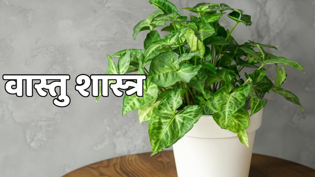 Lakshmi ji,money plant,Money Plant Upay,Money Tips,Vastu Tips,Vastu Tips For Money Plant, Money plant vastu upay, vastu shastra, money plant ke upay, money tips in hindi, money upay in vastu, astrology, money plant ke totke, money plants benefits, money plants direction, money plant planting rules,In which direction to plant a plant, direction of a money plant, benefits of planting a money plant, remedies for a money plant, tricks of a money plant, where a money plant should be planted, benefits of planting a money plant , Spiritual News in Hindi, Hindu Rituals in Hindi, Religious News, वास्तु शास्त्र, वास्तु उपाय,