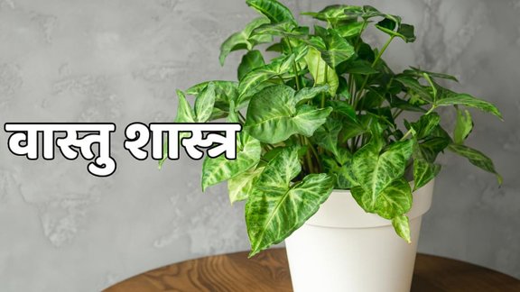 Lakshmi ji,money plant,Money Plant Upay,Money Tips,Vastu Tips,Vastu Tips For Money Plant, Money plant vastu upay, vastu shastra, money plant ke upay, money tips in hindi, money upay in vastu, astrology, money plant ke totke, money plants benefits, money plants direction, money plant planting rules,In which direction to plant a plant, direction of a money plant, benefits of planting a money plant, remedies for a money plant, tricks of a money plant, where a money plant should be planted, benefits of planting a money plant , Spiritual News in Hindi, Hindu Rituals in Hindi, Religious News, वास्तु शास्त्र, वास्तु उपाय,