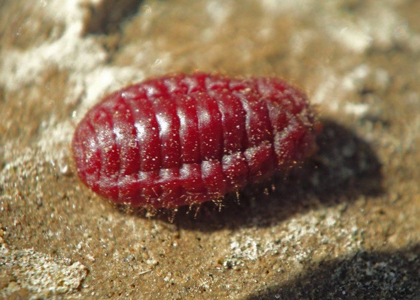 what gives red candies their colo