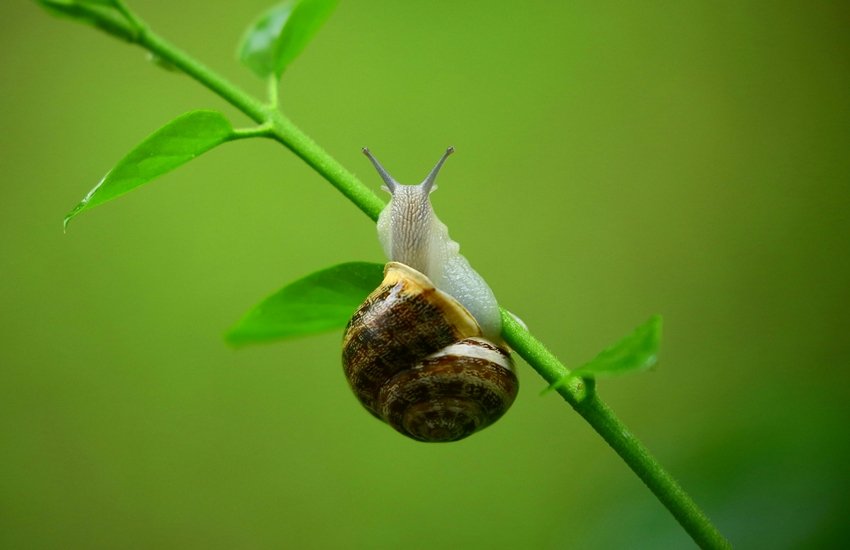 why snails sleep for three years