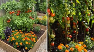 winter garden care tips , keep plants green flowering