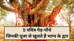 इन पवित्र पौधों में माना जाता है देवी-देवताओं का वास, पूजा करने से खुलते हैं भाग्य के दरवाजे